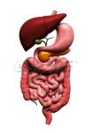 15962731-digital-illustration-of-human-digestive-system-in-colour-background.jpg