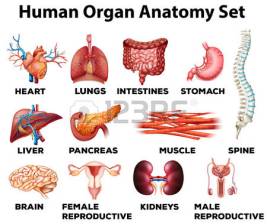 44952957-human-organ-anatomy-set-illustration