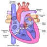 heartdiagram.jpg