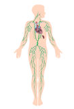 lymphatic-system-25867887.jpg