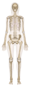 sk-female-anterior_1