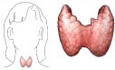 thyroid.jpg