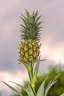 mini-pineapple-1462169__180.jpg