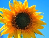 yellow-sunflower-403172__340